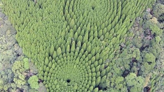 Habiskan 50 Tahun Penelitian, Ilmuwan Ciptakan Hutan Berpola