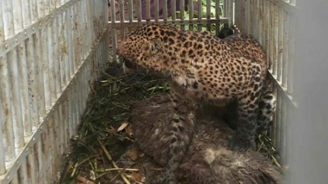 Macan Peneror Warga Kaki Gunung Lawu Akhirnya Tertangkap, Ini Wujudnya