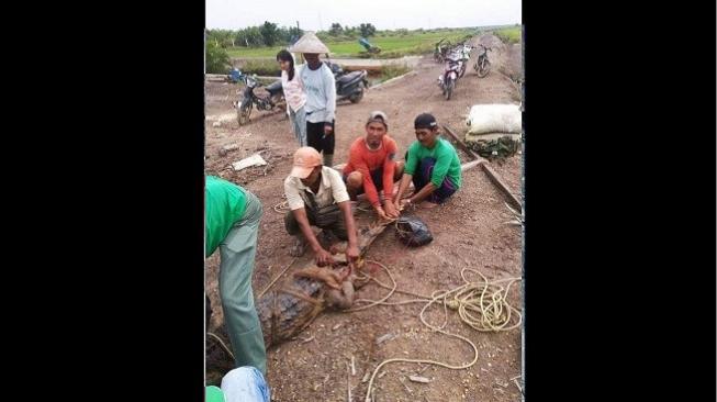 Heboh, Pasang Jaring Ikan, Yang Didapat Justru Buaya Besar