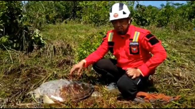 Pasca Tsunami Selat Sunda, Puluhan Penyu Terdampar di Tanjung Lesung