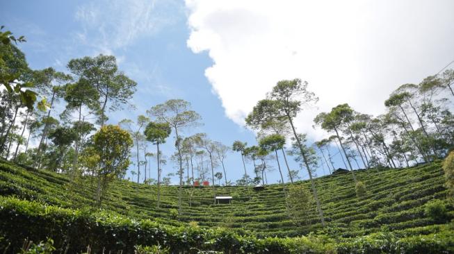 Pacu Sektor Kebun di 2019, Petani dan Perajin Teh Menoreh Ikuti Bimtek PPTK