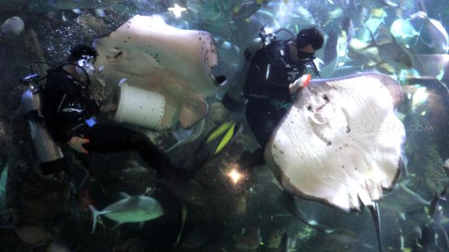 Sejumlah anggota Komunitas Advokasi Difabel Indonesia (KADI) bersama keluarga saat mengikuti wisata di wahana SeaWorld Ancol, Jakarta Utara, Selasa (1/1). [Suara.com/Fakhri Hermansyah]