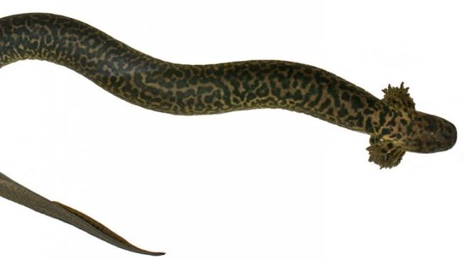 Salamander unik (Siren Reticulata). [Jurnal PLOS/ Pierson Hill]