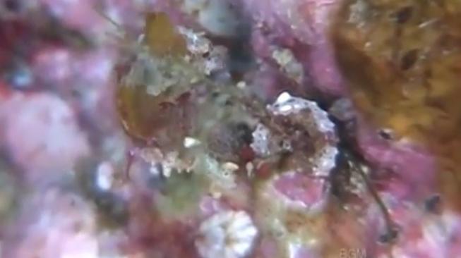 Kuda Laut (Hippocampus Japapigu). [YouTube/@Phim and Music]