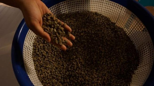 Biji kopi hijau Kopi Sipirok sebelum diolah. (Suara.com/Silfa Humairah)