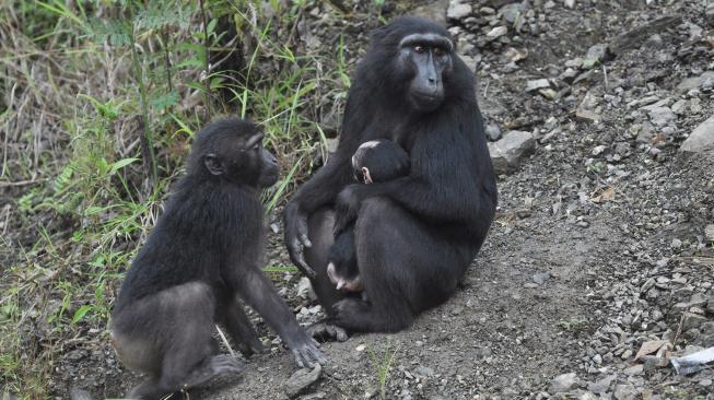 Kelompok Kera Hitam Sulawesi (Macaca tonkeana) liar berada di atas pohon di Kawasan Pegunungan Kebun Kopi, Donggala, Sulawesi Tengah, Rabu (2/1). [ANTARA FOTO/Mohamad Hamzah]