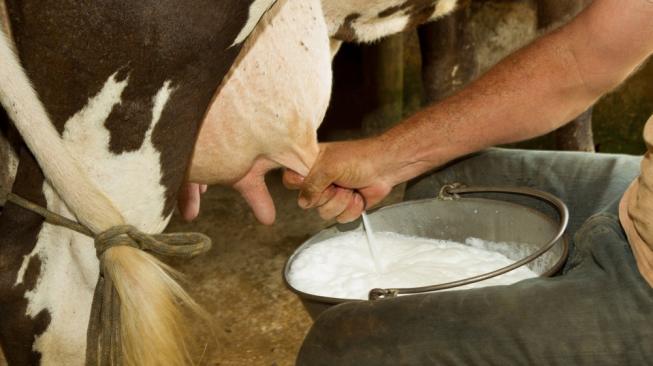 Jangan minum susu mentah yang baru diperas dari sapi, ini bahayanya. (Shutterstock)