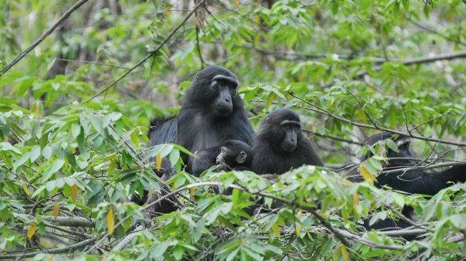 Kelompok Kera Hitam Sulawesi (Macaca tonkeana) liar berada di atas pohon di Kawasan Pegunungan Kebun Kopi, Donggala, Sulawesi Tengah, Rabu (2/1). [ANTARA FOTO/Mohamad Hamzah]