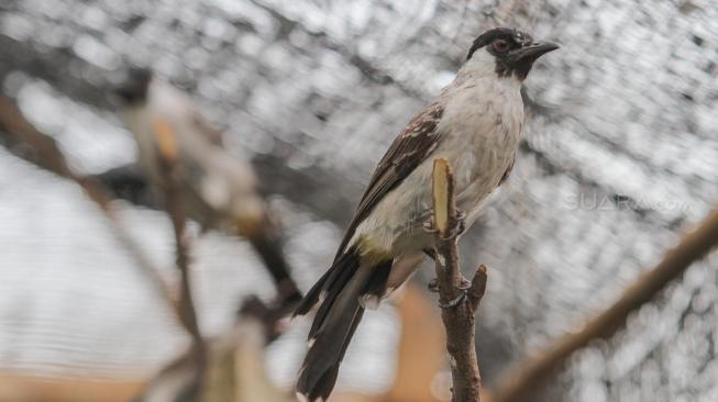 Suasana peternakan burung kutilang (Pycnonotus aurigaster) di Kalimalang, Jakarta Timur, Jumat (4/1).[Suara.com/Fakhri Hermansyah]