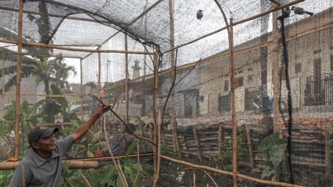 Suasana peternakan burung kutilang (Pycnonotus aurigaster) di Kalimalang, Jakarta Timur, Jumat (4/1).[Suara.com/Fakhri Hermansyah]