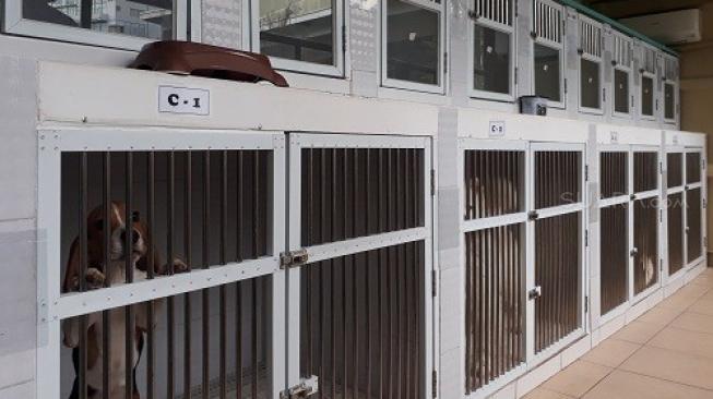 Di PAWS Gading Walk ada juga Dog Day Care dan Dog Hotel. (Suara.com/Risna Halidi)