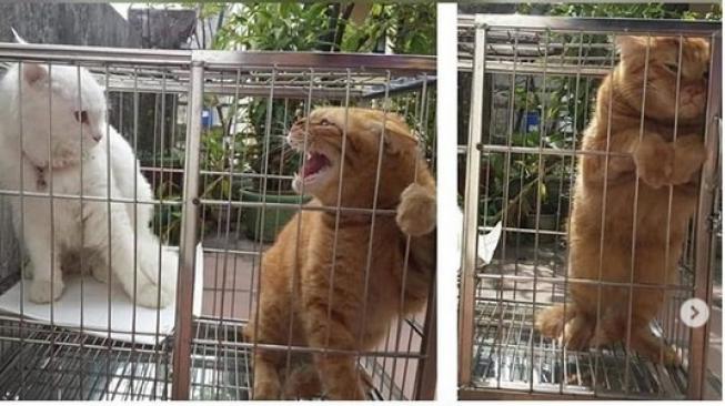 Bikin Prihatin, 2 Kucing Ini Sedih Dijodohkan Majikannya