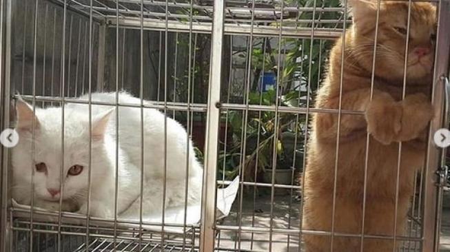 Top: Balita Meninggal Digigit Kutu Kucing, 5 Jenis Kentut ...