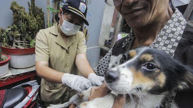 Petugas Dinas Ketahanan Pangan, Kelautan, dan Perikanan (KPKP) menyuntikan vaksin rabies ke anjing peliharaan milik warga di kawasan Mangga Dua Selatan, Jakarta, Selasa (8/1). [ANTARA FOTO/Muhammad Adimaja]