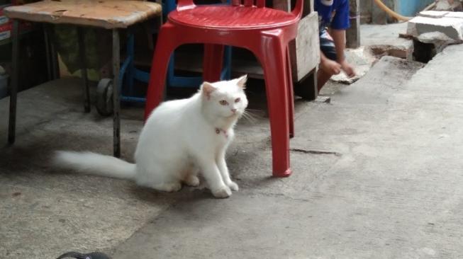 Tewas Mengenaskan, Nurhayati Sempat Temui Kucing Kesayangan di Rumah Kakak