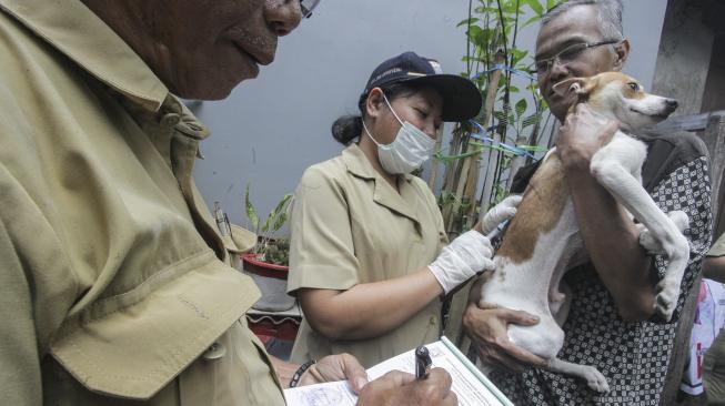 Petugas Dinas Ketahanan Pangan, Kelautan, dan Perikanan (KPKP) menyuntikan vaksin rabies ke anjing peliharaan milik warga di kawasan Mangga Dua Selatan, Jakarta, Selasa (8/1). [ANTARA FOTO/Muhammad Adimaja]