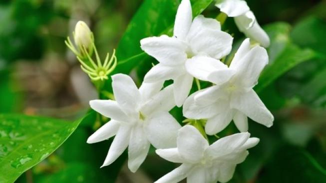 Bunga Melati, salah satu bunga atau tanaman pembawa keberuntungan di tahun 2019. (Shutterstock)