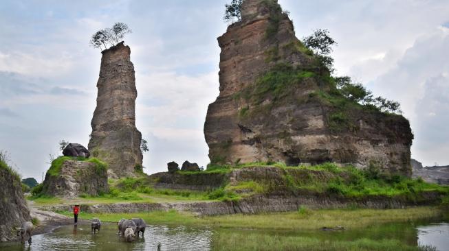 Warga menggembalakan kerbau-kerbaunya di kubangan air bekas tambang Galian C di Rowosari, Tembalang, Semarang, Jawa Tengah, Selasa (8/1). [ANTARA FOTO/Aditya Pradana Putra]