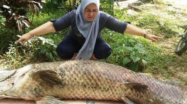 Kesedihan Iringi Kematian Raksasa Sungai Amazon di Mata Kucing Batam