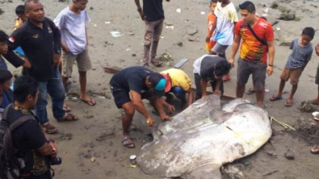 Ikan Mola-Mola Terdampar di Teluk Ambon, Warga Terpaksa Memotongnya