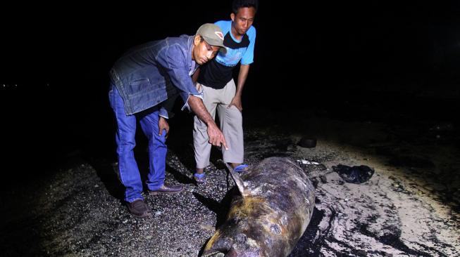 Penjaga pantai menunjukkan bangkai seekor Dugong (Dugong dugon) yang terdampar di Pantai Pulai Bungkuk Indah, Desa Mundam di Kota Dumai, Riau, Minggu (13/1). ANTARA FOTO/Aswaddy Hamid