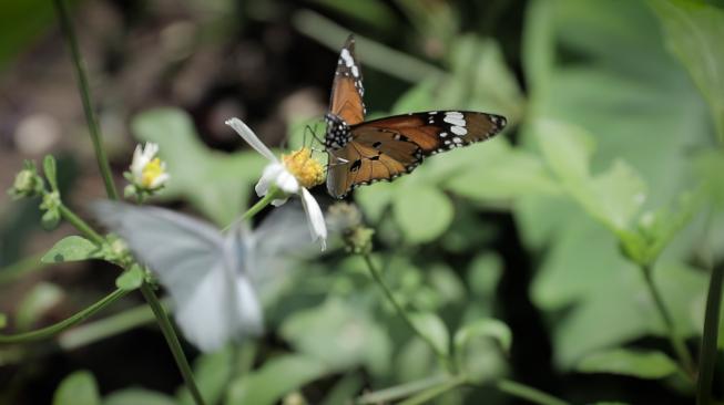 Especies de mariposas en Kalimalang