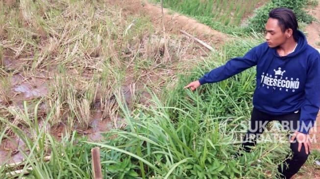 Penuh Luka Bacok, Wawan Tewas Bersimbah Darah di Area Sawah Warga