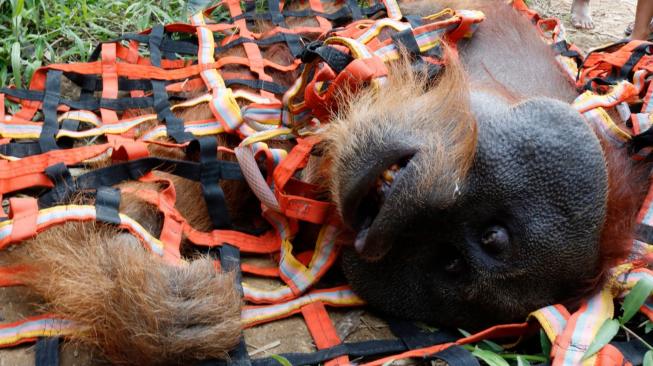 Orangutan pingsan akibat dibius saat evakuasi dari perkebunan warga di Desa Titi Pobin, Trumon Timur, Aceh Selatan, Aceh, Senin (14/1). [ANTARA FOTO/Hasan]
