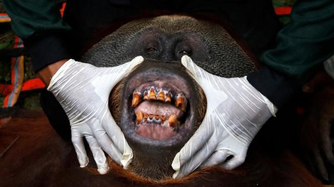 Dokter hewan memeriksa kesehatan Orangutan yang telah dievakuasi dari perkebunan warga di Desa Titi Pobin, Trumon Timur, Aceh Selatan, Aceh, Senin (14/1). [ANTARA FOTO/Hasan]