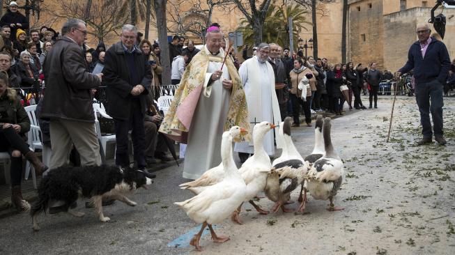 Sejumlah angsa diberkati selama upacara tradisional 'Beneides' pada peringatan Hari Santo Antonius di Muro, pulau Balearic, Spanyol, Kamis (17/1). [AFP/Jaime Reina]