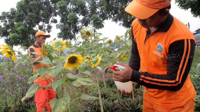 Petugas PPSU (Penanganan Pra Sarana Umum) melakukan perawatan bunga matahari di daerah Ujung Menteng, Jakarta Timur, Sabtu (19/1).[Suara.com/Fakhri Hermansyah]