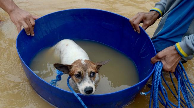 Tim relawan mengevakuasi seekor anjing yang terjebak banjir di Perumahan Bung Permai, Makassar, Sulawesi Selatan, Rabu (23/1). [ANTARA FOTO/Sahrul Manda Tikupadang]