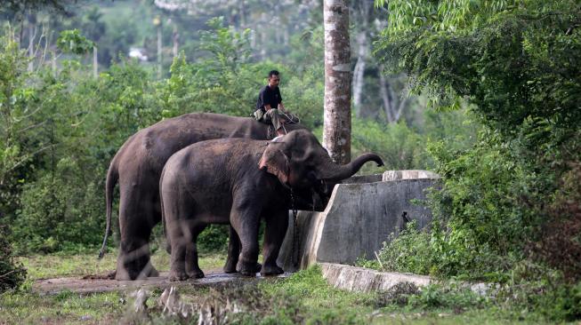 Mahout Balai Konservasi Sumber Daya Alam (BKSDA) Aceh yang menunggangi gajah jinak memandikan gajah liar yang diamankan sementara di Pusat Latihan Gajah (PLG) Saree, Aceh Besar, Aceh, Jumat (25/1). ANTARA FOTO/Irwansyah Putra