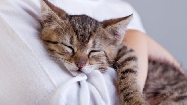 Sst, Dengkuran Kucing Ternyata Baik untuk Kesehatan Kita