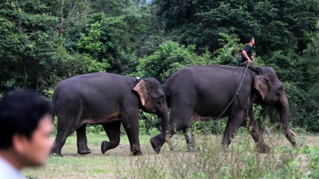 TKI Terbunuh karena Diinjak Gajah di Malaysia