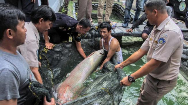 Penemuan Ikan Berkepala Mirip Buaya Gegerkan Warga