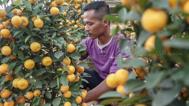 Pekerja melakukan perawatan pohon jeruk Kim Kit yang dijual di Meruya, Jakarta barat, Senin (29/1). [Suara.com/Fakhri Hermansyah]