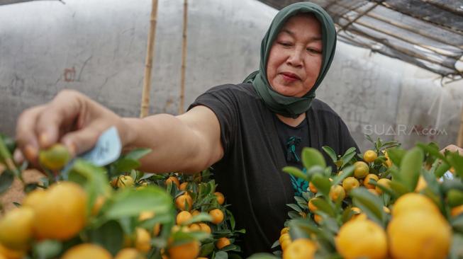 Pekerja melakukan perawatan pohon jeruk Kim Kit yang dijual di Meruya, Jakarta barat, Senin (29/1). [Suara.com/Fakhri Hermansyah]