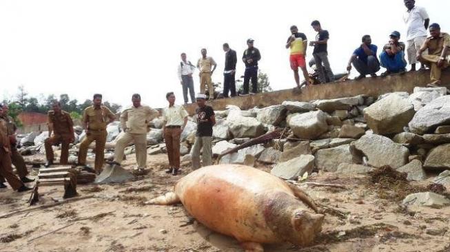 Bangkai Dugong di Pantai Jembatan Kuning Gegerkan Warga Karimun