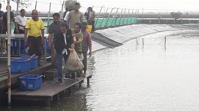 Ditemani Gibran, Jokowi Tinjau Panen Raya Udang Vaname di Muara Gembong