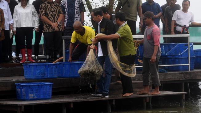 Presiden Joko Widodo memanen udang di Muara Gembong, Bekasi, Jawa Barat, Rabu (30/1). [ANTARA FOTO/Akbar Nugroho Gumay]
