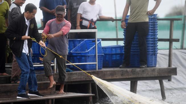 Presiden Joko Widodo memanen udang di Muara Gembong, Bekasi, Jawa Barat, Rabu (30/1). [ANTARA FOTO/Akbar Nugroho Gumay]