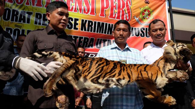 Barang bukti kulit Harimau Sumatera (Panthera tigris sumatrae) ditunjukkan kepada media saat rilis kasus perdagangan kulit satwa dilindungi di Mapolda Sumut, Medan, Sumatera Utara, Kamis (31/1). [ANTARA FOTO/Irsan Mulyadi]