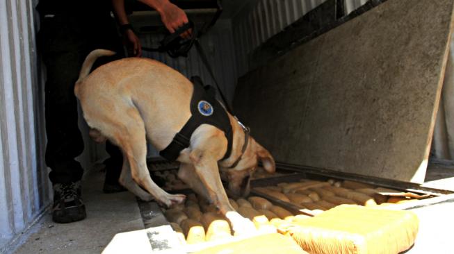 Petugas Badan Narkotika Nasional (BNN) dengan anjing pelacak menunjukkan tempat penyimpanan ganja saat rilis pengungkapan ganja 1,4 ton dan sabu 100 kg di kantor BNN Cawang, Jakarta, Jumat (1/2). [Suara.com/Fakhri Hermansyah]