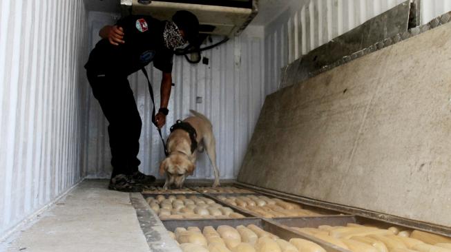 Petugas Badan Narkotika Nasional (BNN) dengan anjing pelacak menunjukkan tempat penyimpanan ganja saat rilis pengungkapan ganja 1,4 ton dan sabu 100 kg di kantor BNN Cawang, Jakarta, Jumat (1/2). [Suara.com/Fakhri Hermansyah]