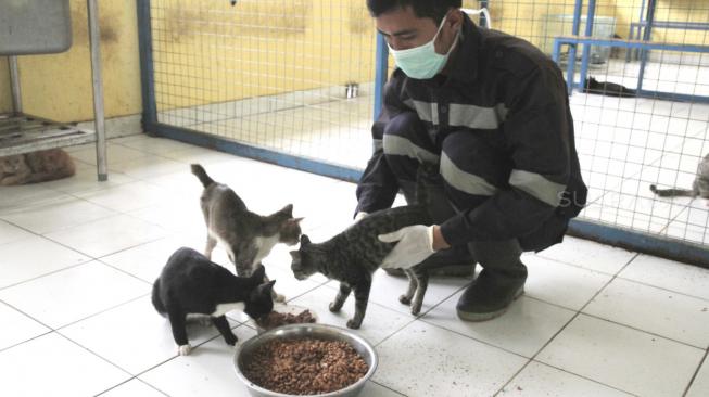 Petugas melakukan perawatan kucing liar di Puskeswan Ragunan, Jakarta Selatan, Sabtu (2/2). [Suara.com/Fakhri Hermansyah]