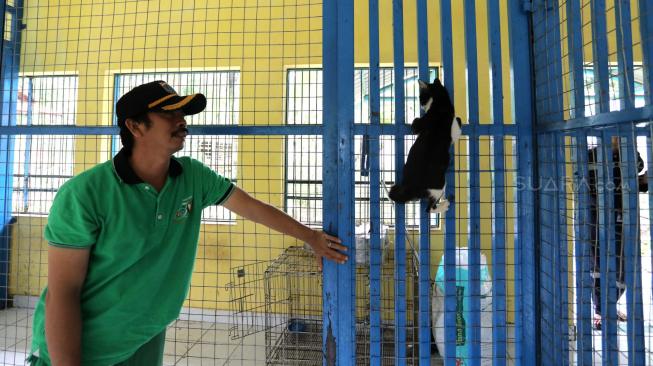 Petugas melakukan perawatan kucing liar di Puskeswan Ragunan, Jakarta Selatan, Sabtu (2/2). [Suara.com/Fakhri Hermansyah]