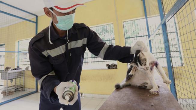 Petugas melakukan perawatan kucing liar di Puskeswan Ragunan, Jakarta Selatan, Sabtu (2/2). [Suara.com/Fakhri Hermansyah]