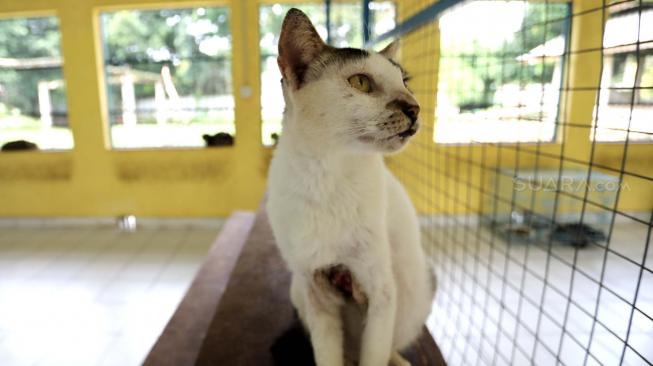 Kucing liar di Puskeswan Ragunan, Jakarta Selatan, Sabtu (2/2). [Suara.com/Fakhri Hermansyah]