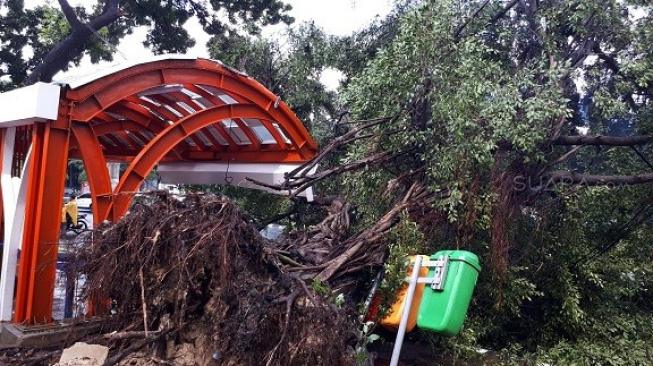 Jakarta Diguyur Hujan Deras Saat Tahun Baru Imlek, Pohon Tumbang di Senayan